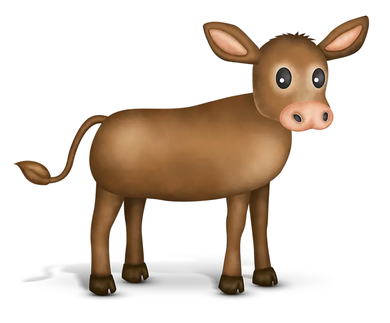 beef calf
