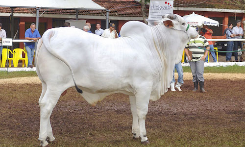white bull
