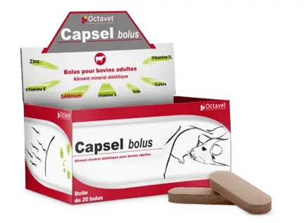 capsel bolus