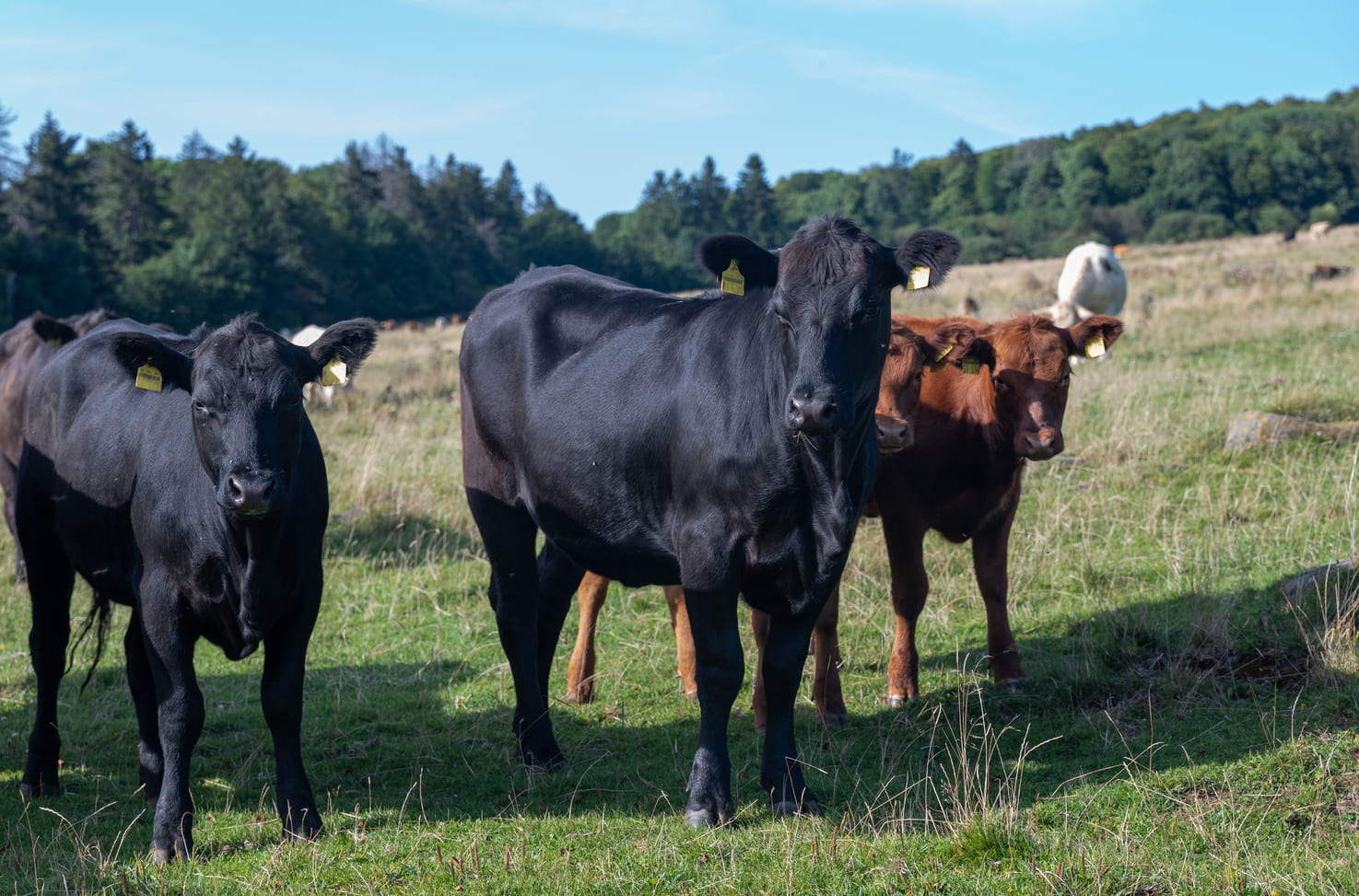 Are Trace Element Deficiencies Holding Back Your Weaned Calves?